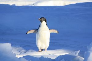 a penguin representing Google Penguin Changes SEO